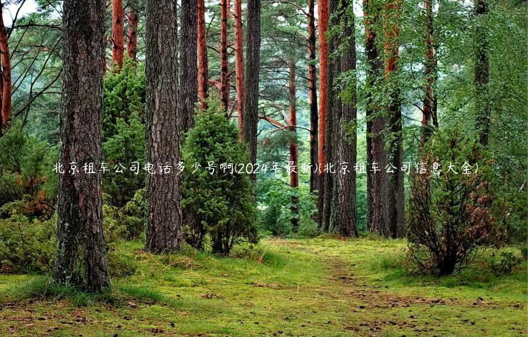 北京租车公司电话多少号啊(2024年最新)(北京租车公司信息大全)